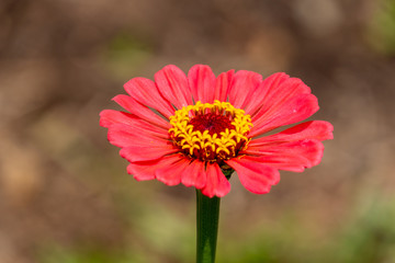red flower in the garden