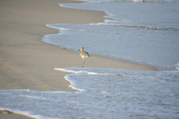 Willet shorebirds along the coast of Assateague Island