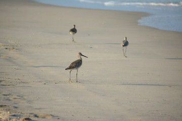 Willet shorebirds along the coast of Assateague Island