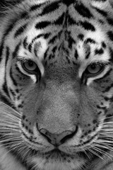Naklejka premium portrait of a tiger