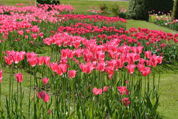 field of pink tulips