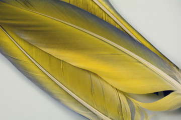 Close up of three yellow macaw bird feathers against white background