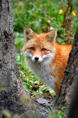 red fox