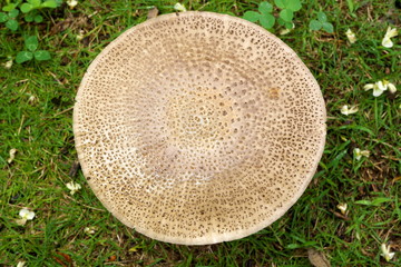 Tokyo,Japan-July 22, 2019: Closeup of Giant Fungus or European Panther on the lawn in the rain 