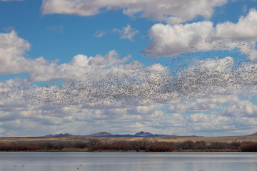 Flock of snow geese and mountains