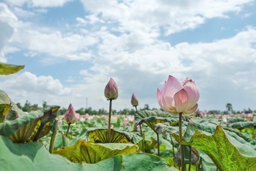 Fototapeta na wymiar Lotus bud and lotus blossom on the farm in Thailand with blurred sky background