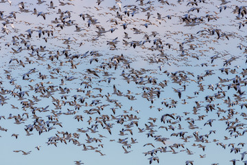 Huge flock of snow geese in the air