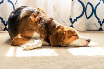 Beagle hound mix sunbathing indoors by the window. Front view. - Powered by Adobe