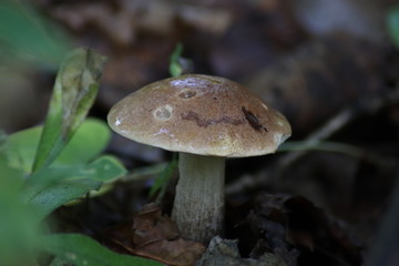mushroom in forest