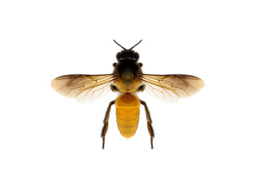Image of bee or honeybee isolated on white background. Insect. Animals.