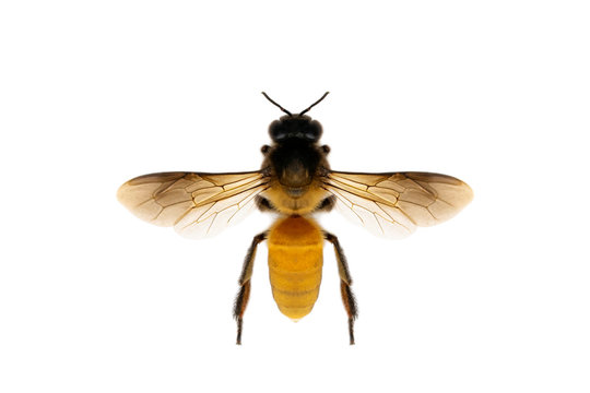 Image of bee or honeybee isolated on white background. Insect. Animals.