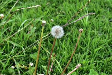 dandelion and blowball in the grass