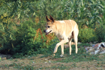 Fototapeta na wymiar dog walking in forest