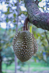 Durian tree, Fresh durian fruit on tree