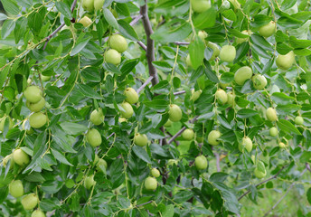 green jujube fruit on the jujube tree in the garden, South Korea.