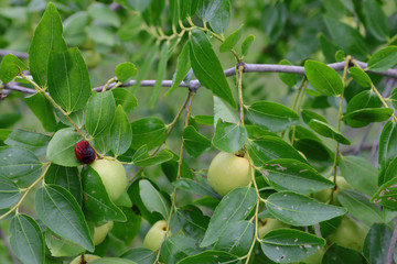 green jujube fruit on the jujube tree in the garden, South Korea.