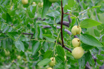 green jujube fruit on the jujube tree in the garden, South Korea.