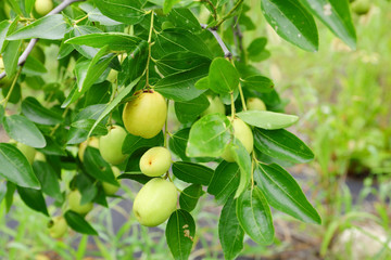 green jujube fruit on the jujube tree in the garden, South Korea.