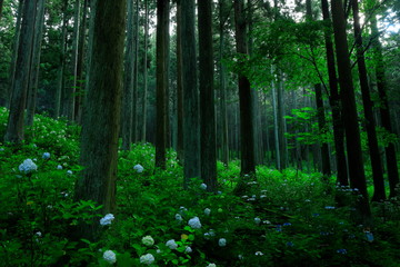もりに咲く紫陽花