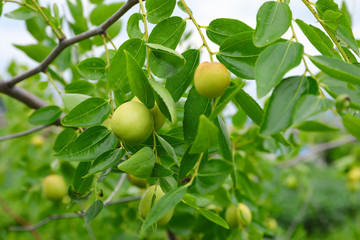 green jujube fruit on the jujube tree in the garden, South Korea.