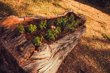 Flowers and sprouts are born in the old tree trunk