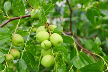 green jujube fruit on the jujube tree in the garden, South Korea.