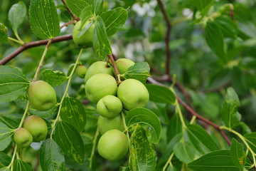 green jujube fruit on the jujube tree in the garden, South Korea.