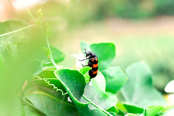 Ladybug Eating the white flower