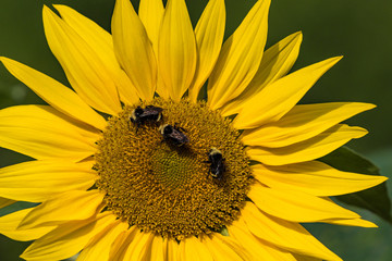 close up of a big yellow sunflower with three bees pollinating on the stamen under the sun with green background