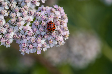 one tiny red ladybug resting on top of pink yarrow flowers with blurry background © Yi