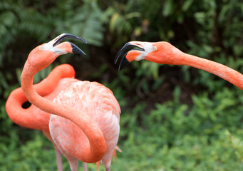 Two pink flamingos with white faces, pale yellow eyes, and black beaks are in an apparent conversation against a blurred green plant background.