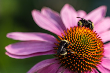 two bumble bees pollinating on top of big orange stamen of cornflower with pink petals under the sun