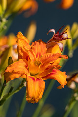Fototapeta na wymiar beautiful orange lily flowers blooming under the sun in the park