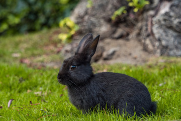 side portrait of a cute black bunny laying on green grass field