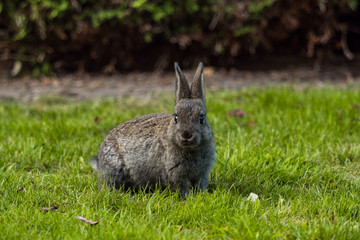 cute tiny grey bunny sitting on green grasses in the park while staring at you and chewing a grass in its mouth