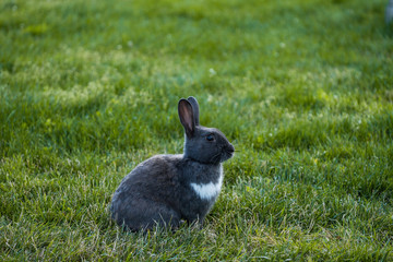 side portrait of cute grey rabbit with white chest hair sitting on green grasses in the park