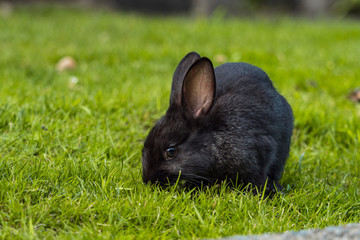 cute black bunny eating on green grassy field while staring at you