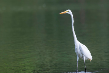 Great Egret