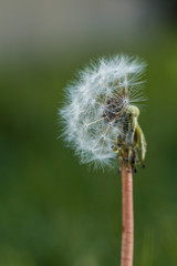 close up of a left over dandelion flower with creamy green background under the shade