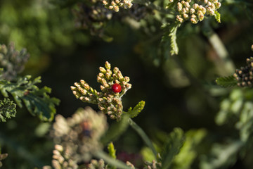 tiny red ladybug crawling on yarrow flower under the sun in the park