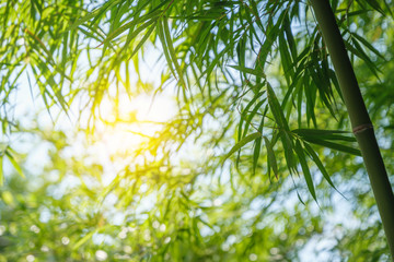 bamboo tree park outdoor nature
