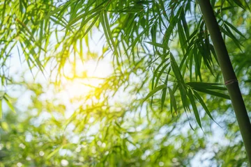 Gordijnen bamboe boom park buiten natuur © Ammak