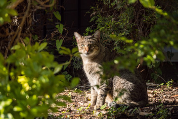 Naklejka na ściany i meble portrait of brown wild cat sitting behind dense green bushes u on a sunny day staring at you
