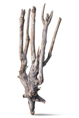 Close-Up Of Driftwood Against White Background. clipping path