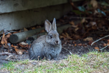side portrait of cute grey bunny sitting on grassy field under the shade in front of grey wooden wall