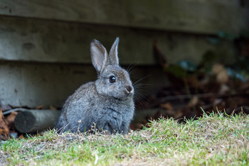 side portrait of cute grey bunny sitting on grassy field under the shade in front of grey wooden...