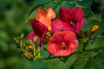 couple beautiful red trumpet flowers blooming on the tip of the branch under the sun with blurry green background