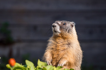 a close up shot of a cute ground hog standing in the garden ground under the sun looking around cautiously  - 279731401