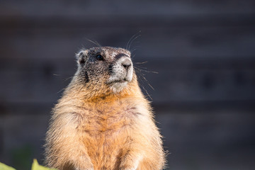 a close up shot of a cute ground hog standing in the garden ground under the sun looking around cautiously 