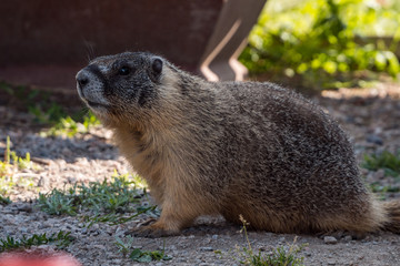 cute fat ground hog resting under the shade in the park